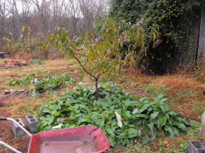 One of the nuclei in our young forest garden.