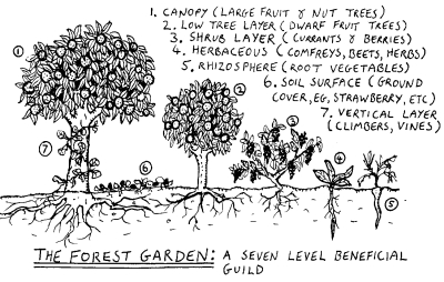 Forest garden layers and guilds