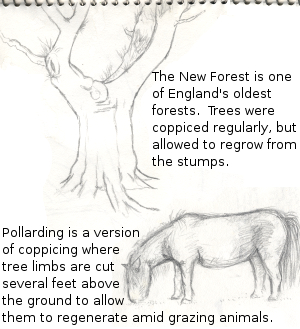 The New Forest is one of England's oldest forests. Trees were coppiced regularly, but allowed to regrow from the stumps. Pollarding is a version of coppicing where tree limbs are cut several feet above the ground to allow them to regenerae amid grazing animals.