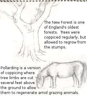 Pollarding and coppicing