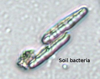 Soil bacteria