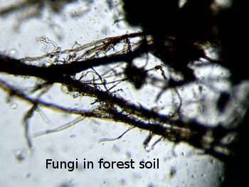 Fungi in forest soil.