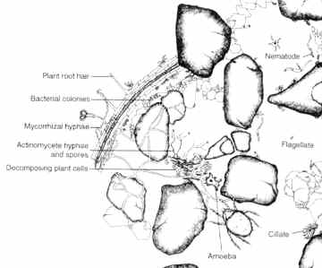 Diagram of soil with microorganisms