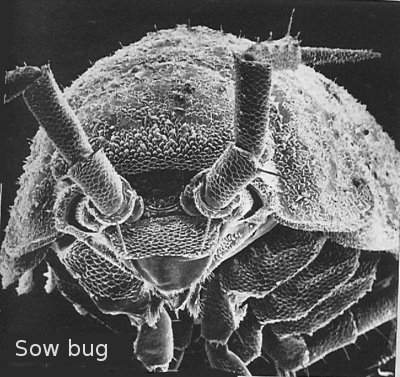 Magnified sow bug