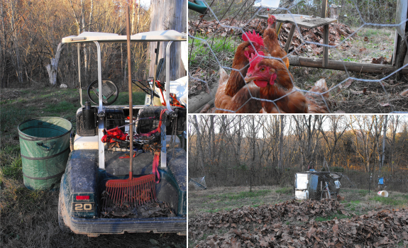 Using leaves as mulch in combination with chicken tractors.