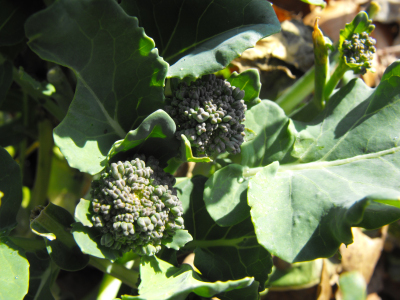 Broccoli forms small florets from the leaf axes after the main head is cut off.