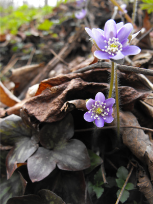 Hepatica flowers