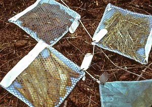 Decomposition rates of leaves are studied using mesh bags.