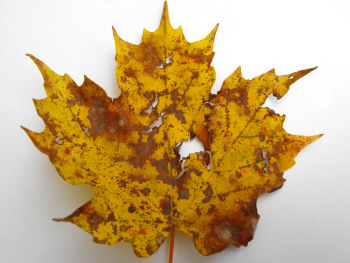 Sugar Maple leaf