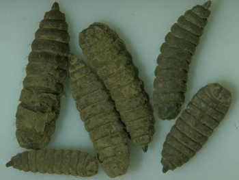 Black soldier fly larvae