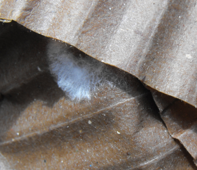 Oyster mushroom spawn starting to grow on cardboard.