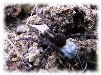 Spider with egg sac