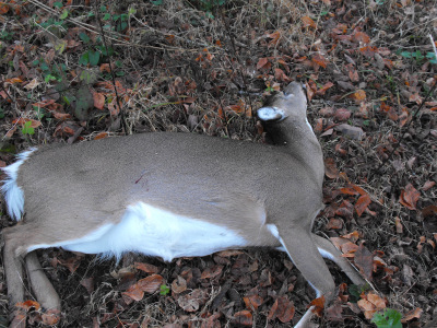 Dead white-tailed deer