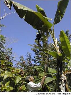 Traditional forest garden in Guatemala