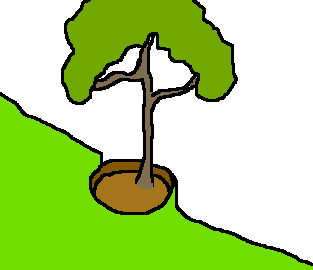 A cepa is a circular pit terrace around a tree.