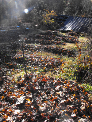 Garden mulched with leaves.