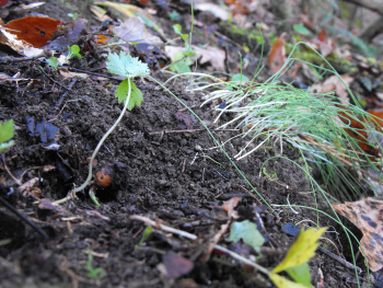 Forest soil raked bare.