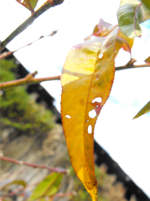 Nectarine leaf changing color