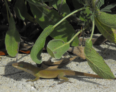 Anole and sage