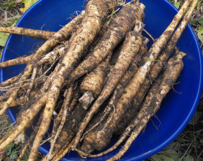 Parsnips