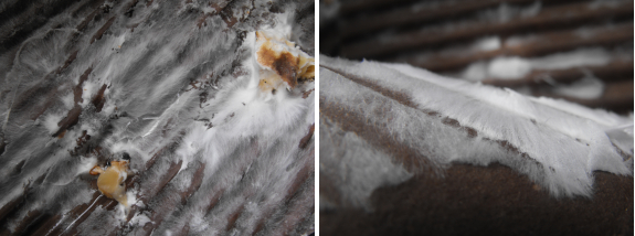 Oyster mushroom spawn on cardboard