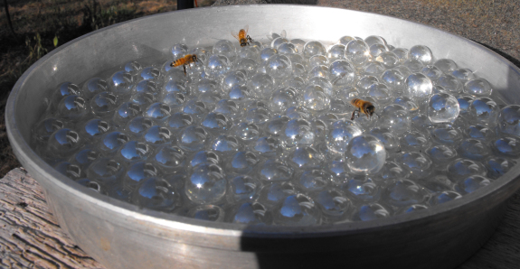 Feeding honeybees water