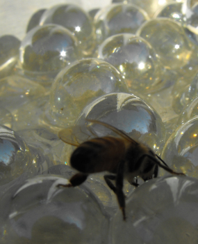 Honeybee drinking from a pan full of marbles and water.