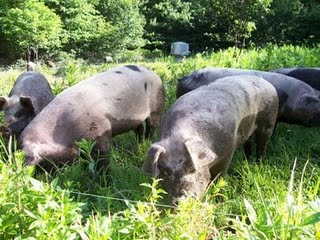 Pigs on pasture