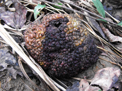 Decaying osage orange fruit.