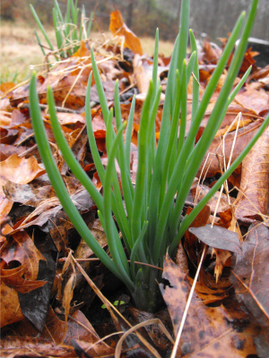 Potato onion shoots