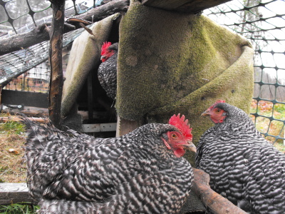 home made chicken tractor ark