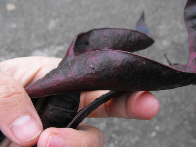 Honey locust pods