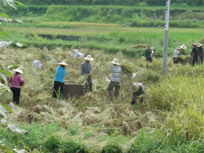 Harvesting rice in China