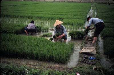Transplanting rice in China
