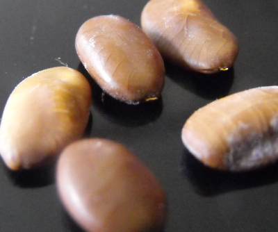 Honey locust seeds