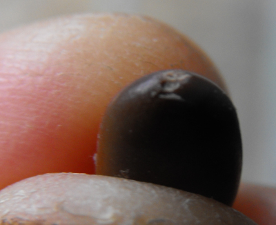 Scarified honey locust seed