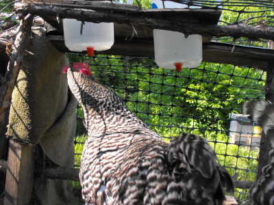 automatic chicken waterer frozen protocol
