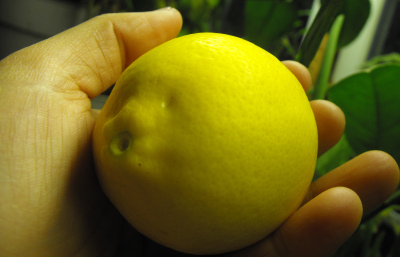 Meyer lemon in the hand