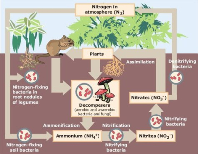 Soil nitrogen cycle