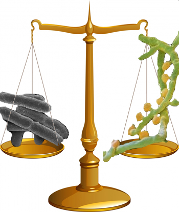 Fungi to bacteria ratio