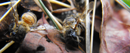 Dead honeybees