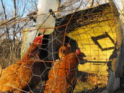 sunset hens