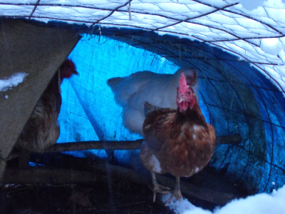 Chicken tractor in the snow