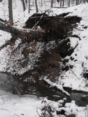 Tree fallen under the weight of snow.