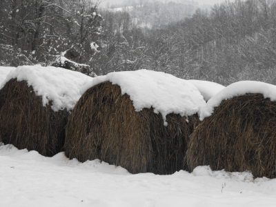 Snow on round hay bales