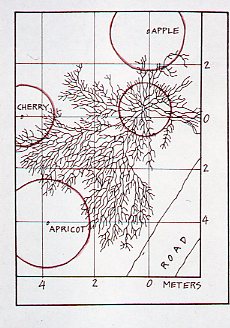 Apple root diagram