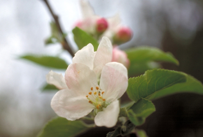 Apple flower