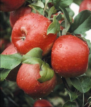 Honeycrisp apple