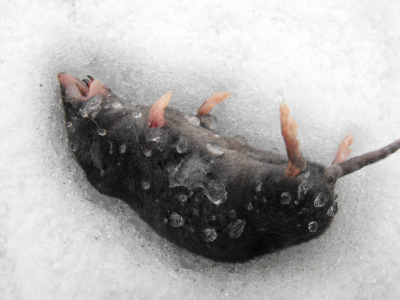 Dead shrew in the snow