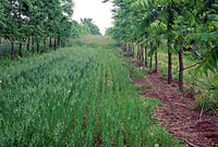 Alley cropping in the U.S.